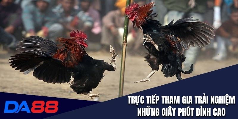 Trực tiếp tham gia để trải nghiệm những giây phút đỉnh cao