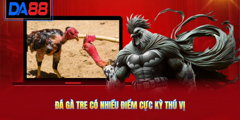 Đá gà tre có nhiều điểm cực kỳ thú vị