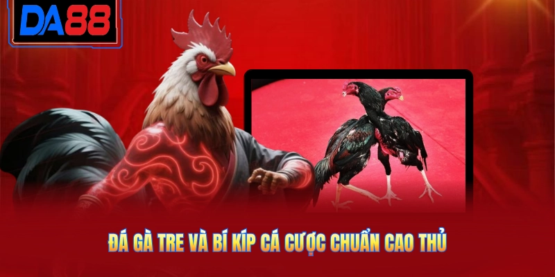 Đá gà tre và bí kíp cá cược chuẩn cao thủ