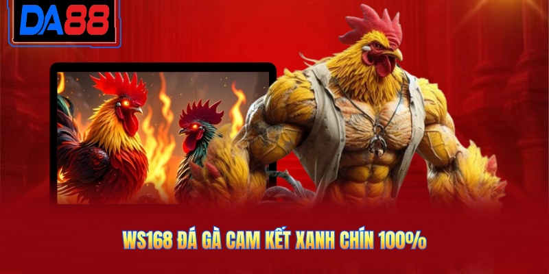 Ws168 đá gà cam kết xanh chín 100%